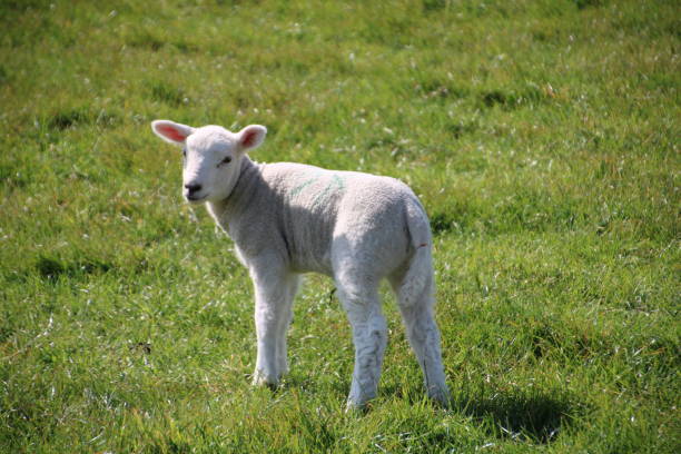 istock Young sheep on a dike on the North Sea coast 1224794473