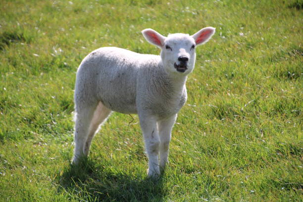 istock Young sheep on a dike on the North Sea coast 1224794493