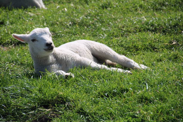 istock Young sheep on a dike on the North Sea coast 1224794575
