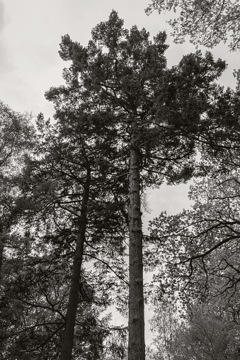 A low angle shot of a pine tree. The bare, scarred trunk reaches up towards the sky where the foliage forms an umbrella.