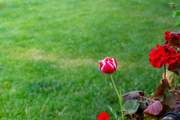 flower on green background flower on green background çevre stock pictures, royalty-free photos & images