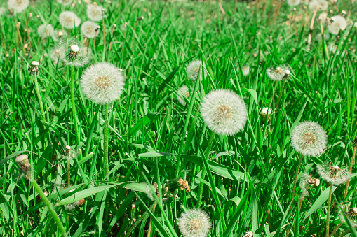 Wild unkempt garden filled with weeds, re-wilding for nature and the insects.