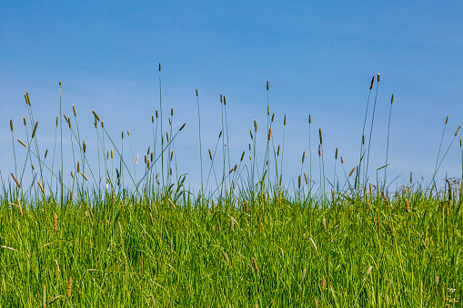 Tall grasses against a clear blue sky