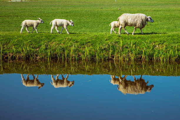 Three lambs are suckled by their mother on a dike under blue sky, Butjadingen, Wesermarsch, Lower Saxony, Germany, Europe