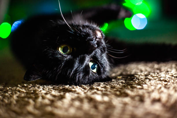 istock FUNNY BLACK CAT WALLOWS AND PLAYING ON THE FLOOR, LOOKING AT CAMERA. 1224801202