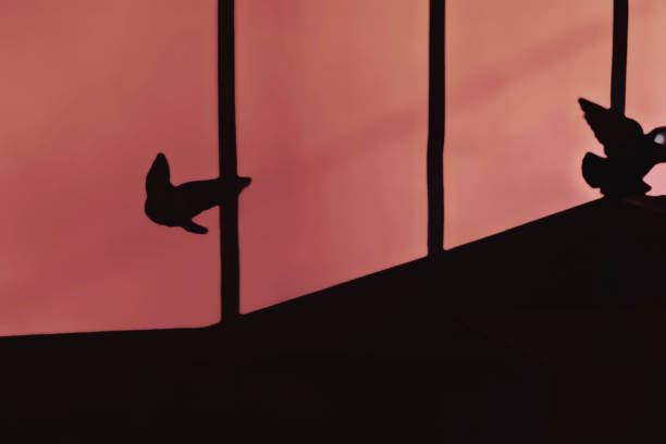 Abstract shadow silhouette of two doves from sunbeam on wall during flying