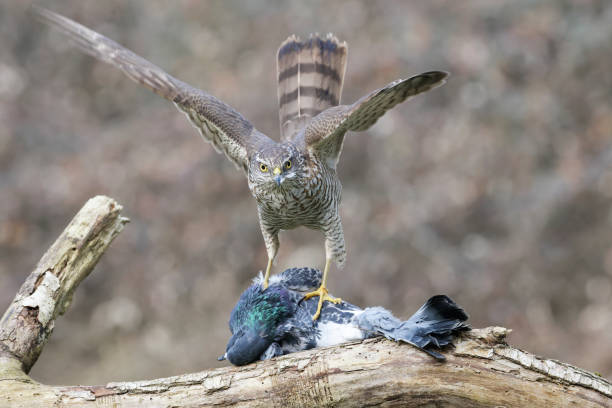 istock female Sparrowhawk who hunted a pigeon (Accipiter nisus) 1224802465