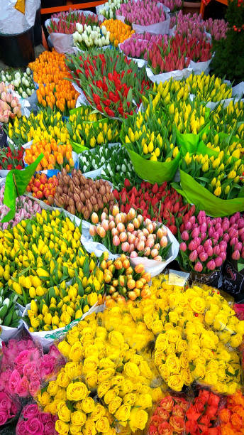 istock Various colorful tulps for sale 1224802806