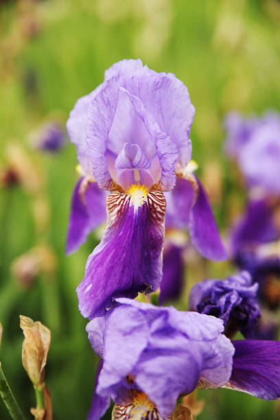 istock Group of flower irises 1224803516