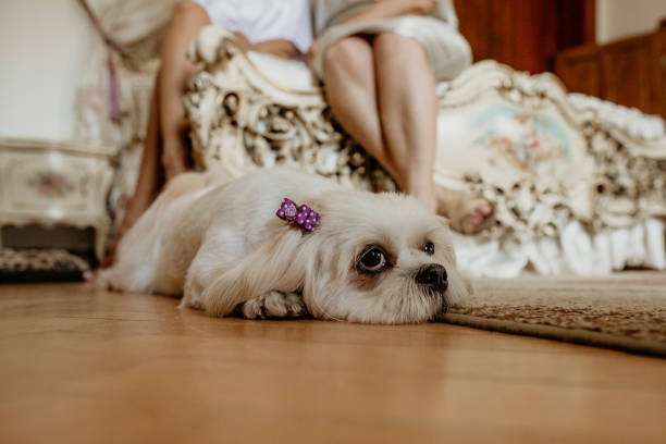 istock Little adorable white dog sitting on parquet 1224803748