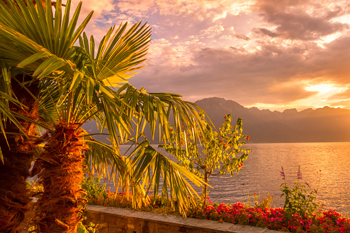 Palm tree and Lake Geneva, Switzerland sunset