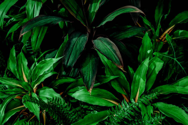 istock green leaves for background and wallpaper 1224805108