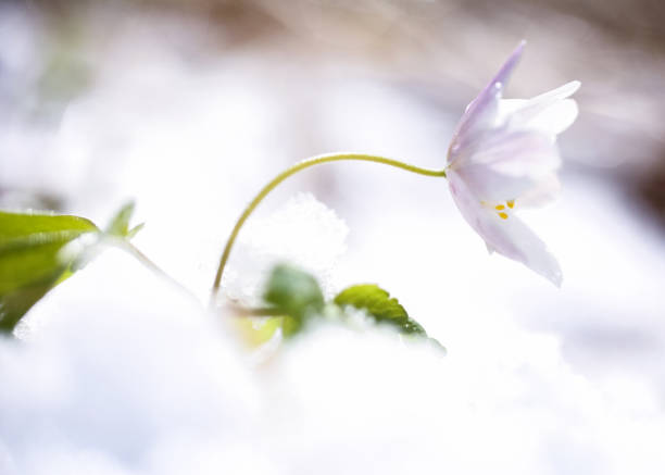 istock flowers in the snow 1224805269