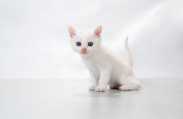 istock kitten sit on the floor - stock photo 1224805304