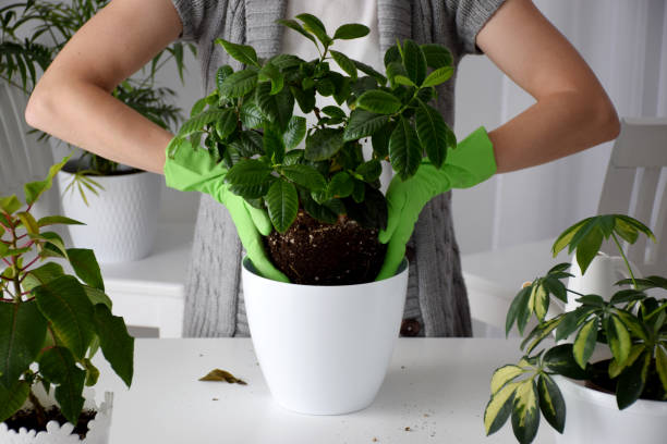 planta de la casa de replantación - gardenia fotografías e imágenes de stock