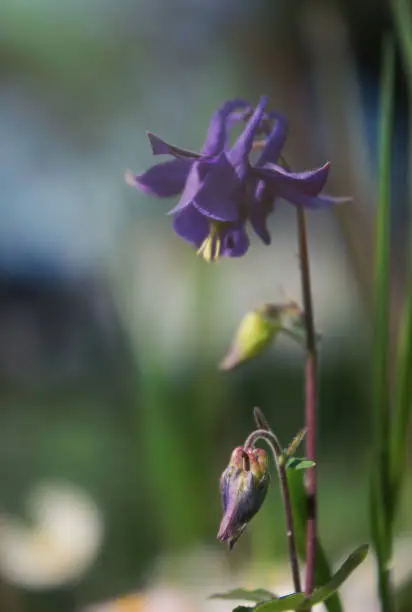Photo of Blue delicate aquilegia flower against the background of a morning spring garden