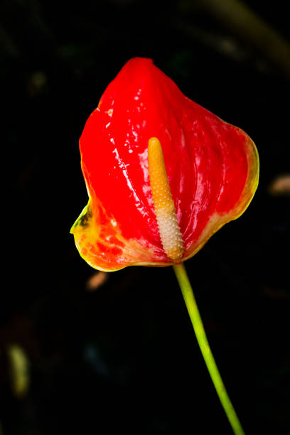 梅雨期の花と液滴 ストックフォト