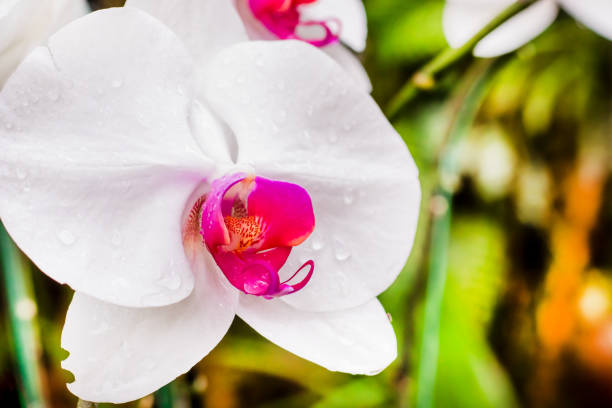 Flor e gota na estação chuvosa - foto de acervo