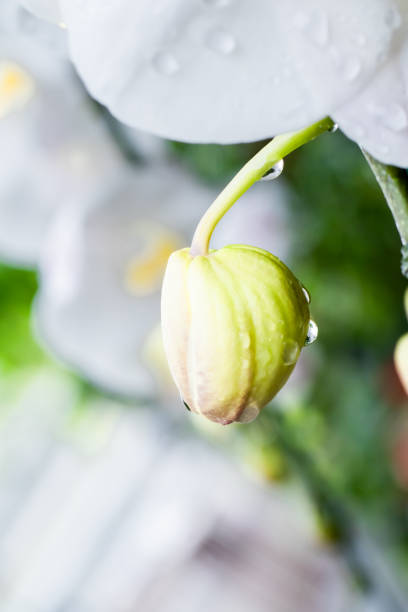 Flor e gota na estação chuvosa - foto de acervo