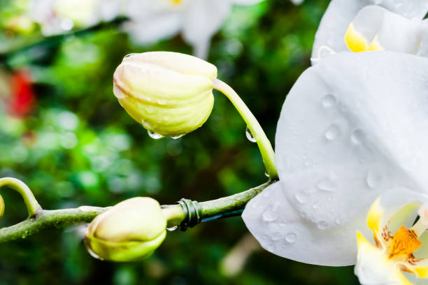 Flor e gota na estação chuvosa - foto de acervo
