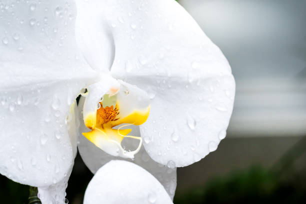 梅雨期の花と液滴 ストックフォト