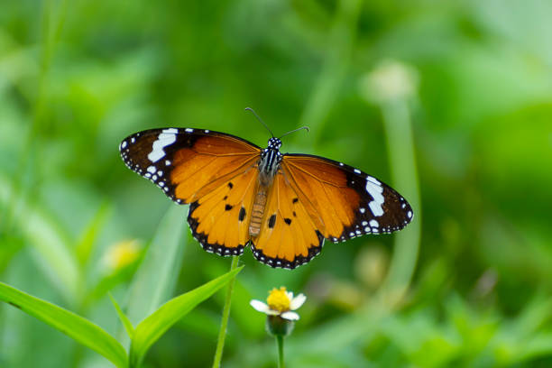 istock Close up butterfly on flower grass with blur background. 1224809872