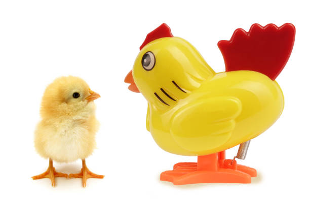 istock Chick an hen one real other artificial funny scene surrogate mom 1224810457