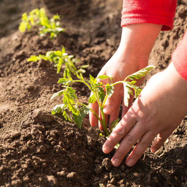 istock Planting tomatoes. Care for plants 1224811724