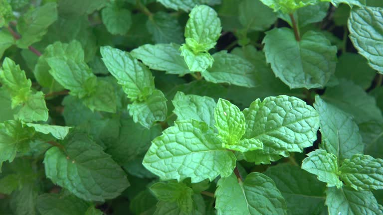 peppermint plant