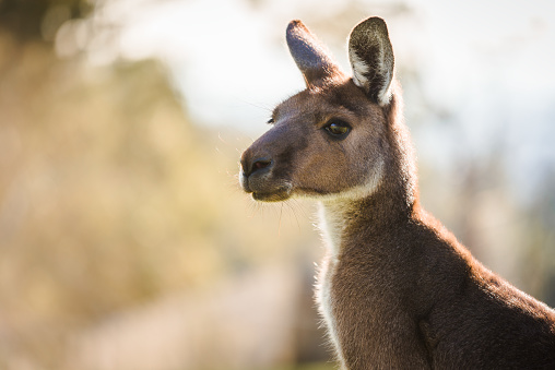 Close-up portrait image of kangaroo face in its natural habitat, South Australia