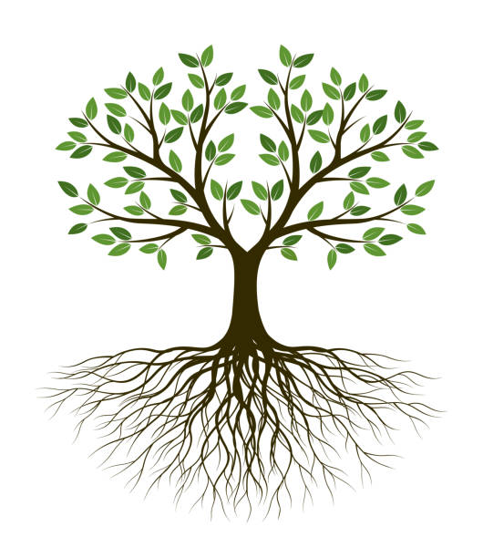 ilustraciones, imágenes clip art, dibujos animados e iconos de stock de el árbol verde de la vida. forma de silueta con hojas y raíces. ilustración de contorno vectorial. planta en jardín. objeto vectorial libre de regalías. - raíz