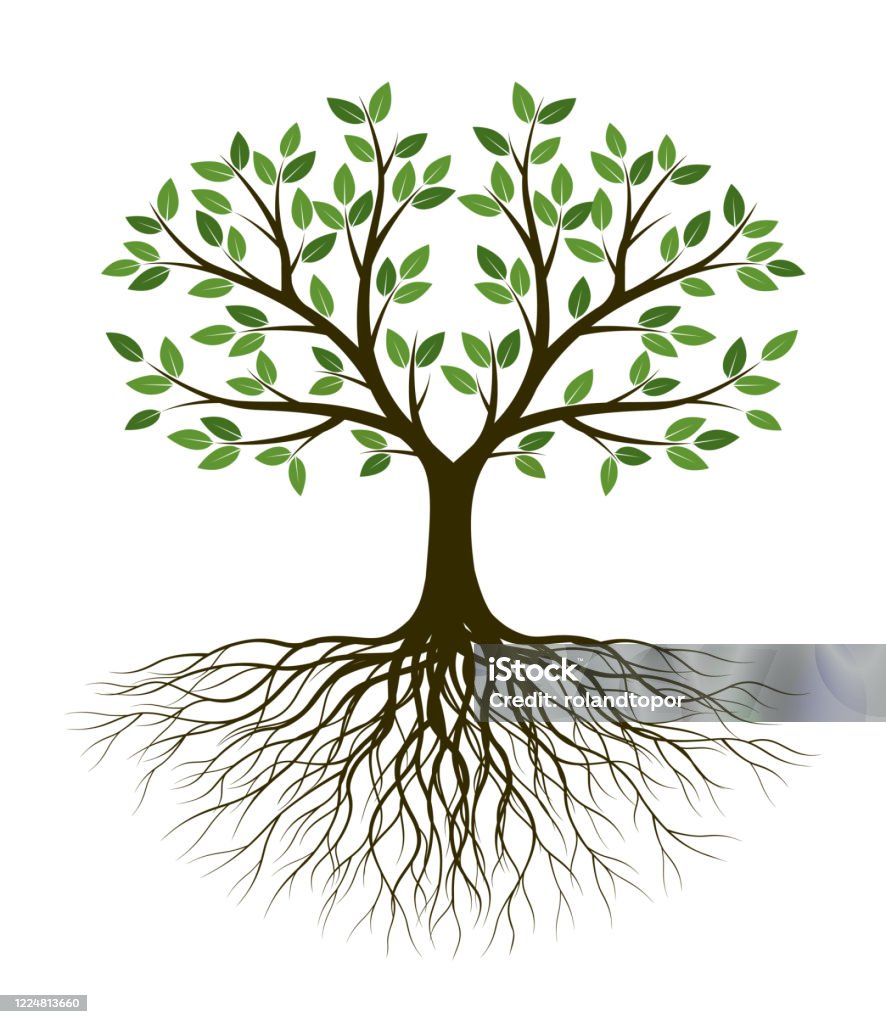 Green Tree of Life. Silhouette shape with Leaves and Roots. Vector outline Illustration. Plant in Garden. Royalty free vector object. Tree stock vector