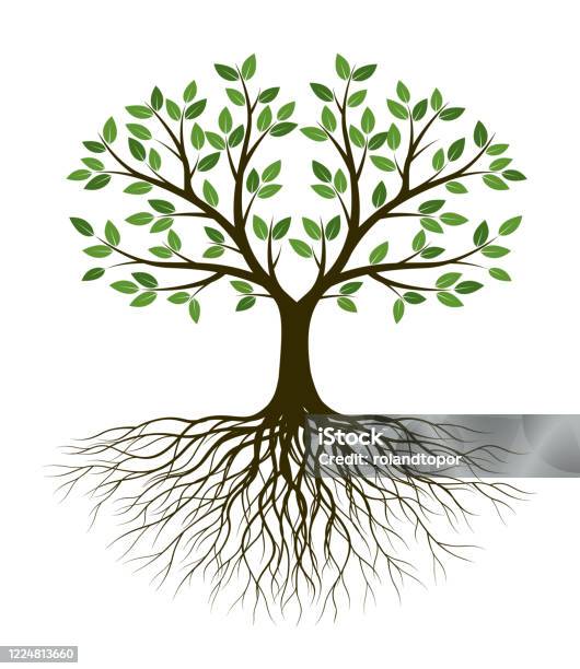 Green Tree Of Life Silhouette Shape With Leaves And Roots Vector Outline Illustration Plant In Garden Royalty Free Vector Object Stock Illustration - Download Image Now