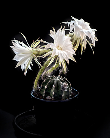 Small pot with prickly Cereus cactus blooming at dark night against black background