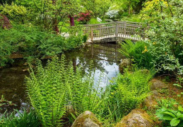 Amazing Japanese garden in Leverkusen in May. Beautiful nature landscape in a public park with a wooden bridge