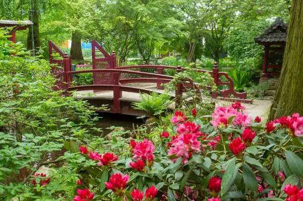 Amazing Japanese garden in Leverkusen in May. Beautiful nature landscape in a public park with a wooden bridge