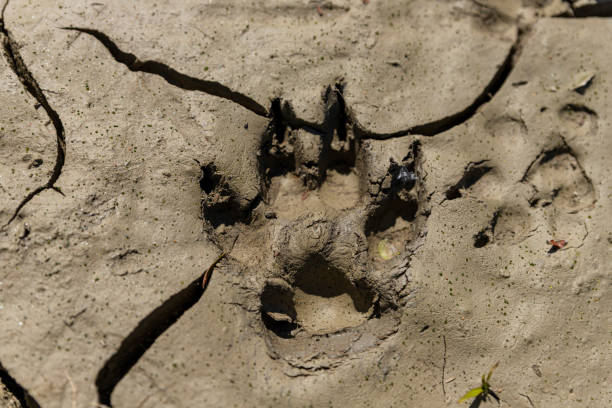 istock Dog's footprint on cracked, muddy soil 1224814532