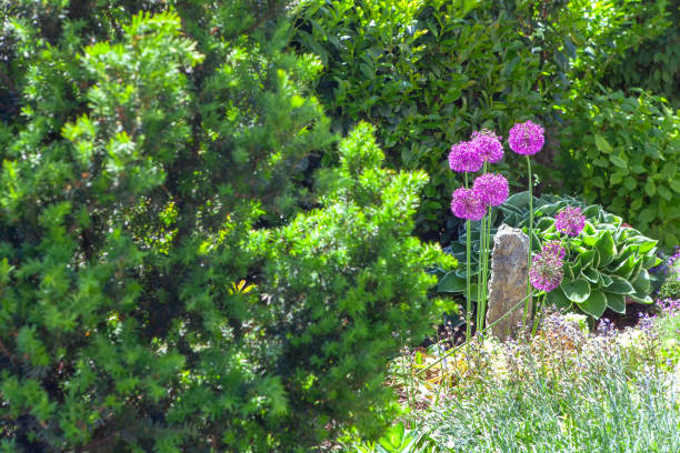 istock Allium His Excellency flowers 1224815153