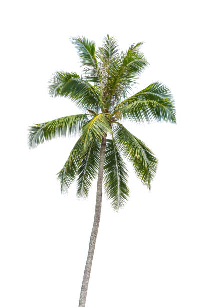 istock Isolated coconut trees on a white background with clipping path. 1224815232
