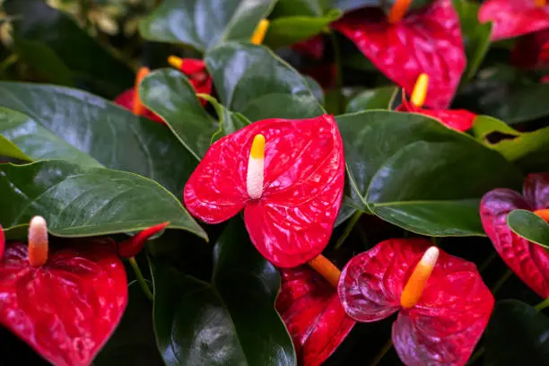 Photo of Red Anthurium flowers