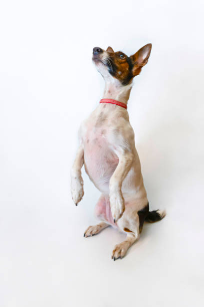 istock Dog Parson Russell Terrier stands on its hind legs. Studio shot 1224815798