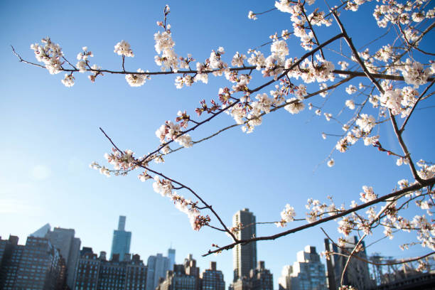istock Cherry blossom branches and flowers and blurred building in Manhattan 1224817853