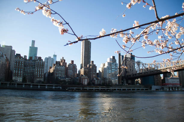 istock Cherry blossom branches with East river and Manhattan 1224817871