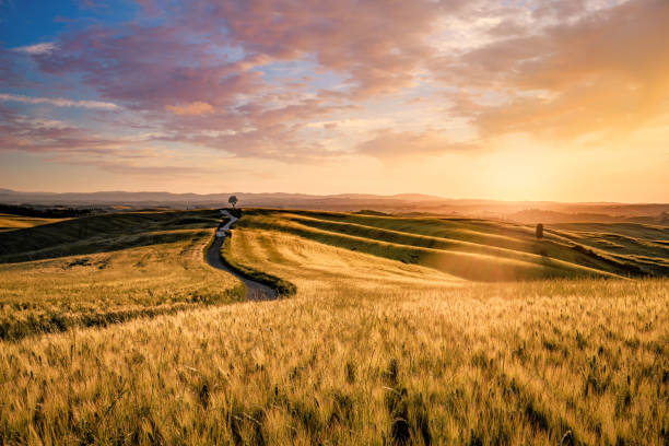 イタリア、トスカーナ州ヴァル・オルチャの日当たりの良い風景 - distant field meadow landscape ストックフォトと画像