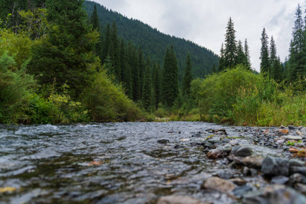istock A small river in the forest in summer 1224818372