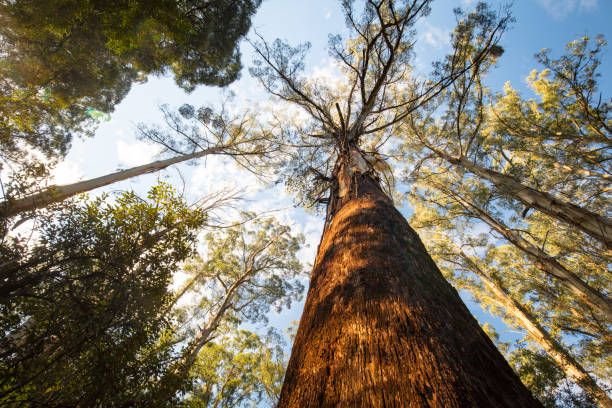 istock Sherbrooke Forest near Melbourne Australia 1224819247