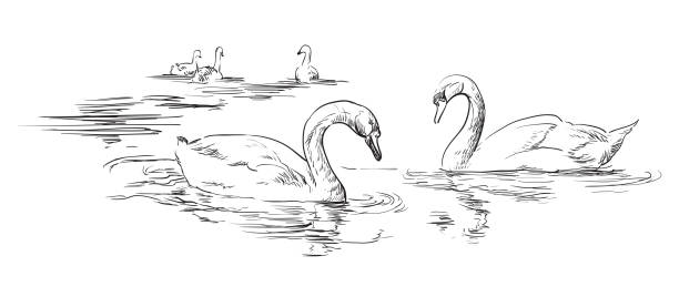 3,797 Swan Drawing Stock Photos, Pictures & Royalty-Free Images - iStock |  Dragon