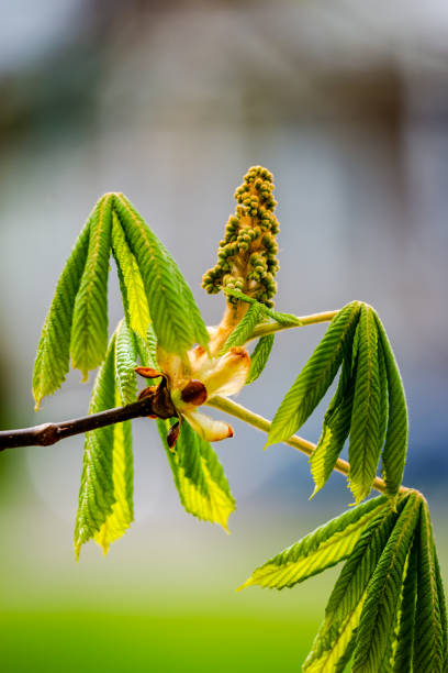 cogollo de flor de castaña de caballo - chestnut close up close to macro fotografías e imágenes de stock