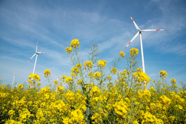 istock Wind turbines and a flowering canola field 1224819405