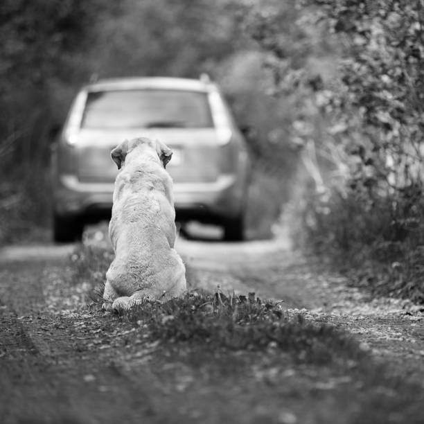 istock Abandoned dog breed Labrador Retriever on a rural road 1224819507